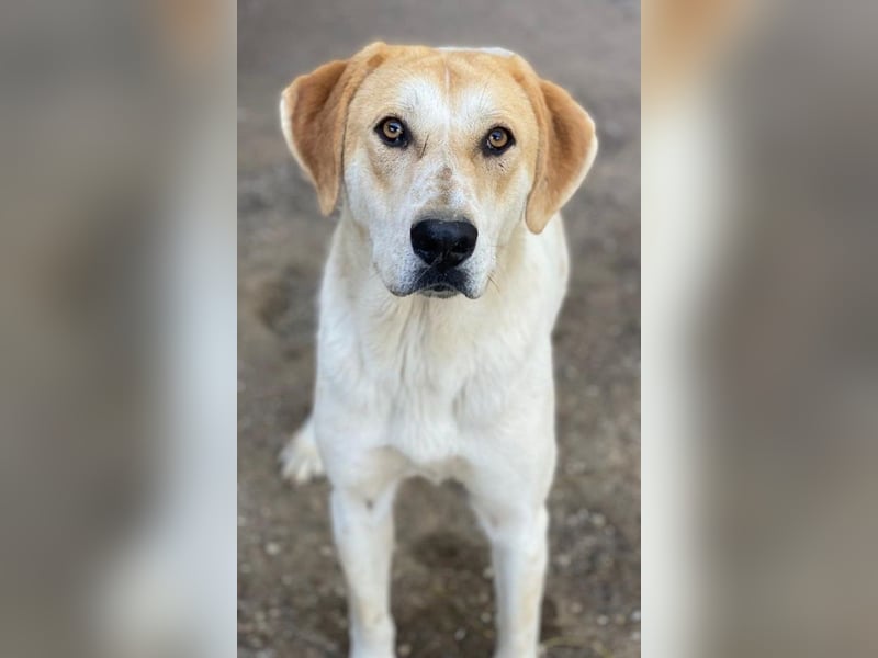 Roxi, geb. ca. 11/2022, lebt in GRIECHENLAND, im städt. Tierheim Serres