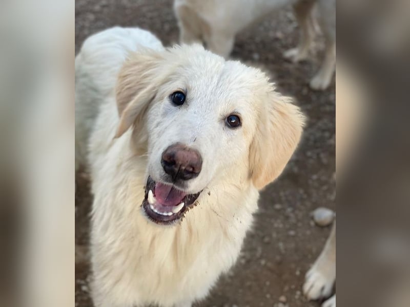 Bazo, geb. ca. 02/2025, lebt in GRIECHENLAND, auf einer privaten Pflegestelle