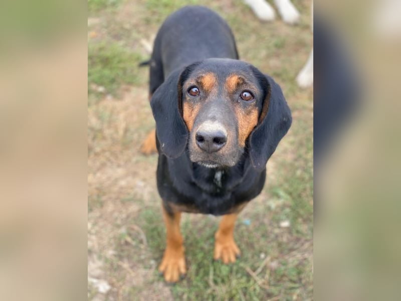 Priska, geb. ca. 08/2021, lebt in GRIECHENLAND, im städt. Tierheim Serres