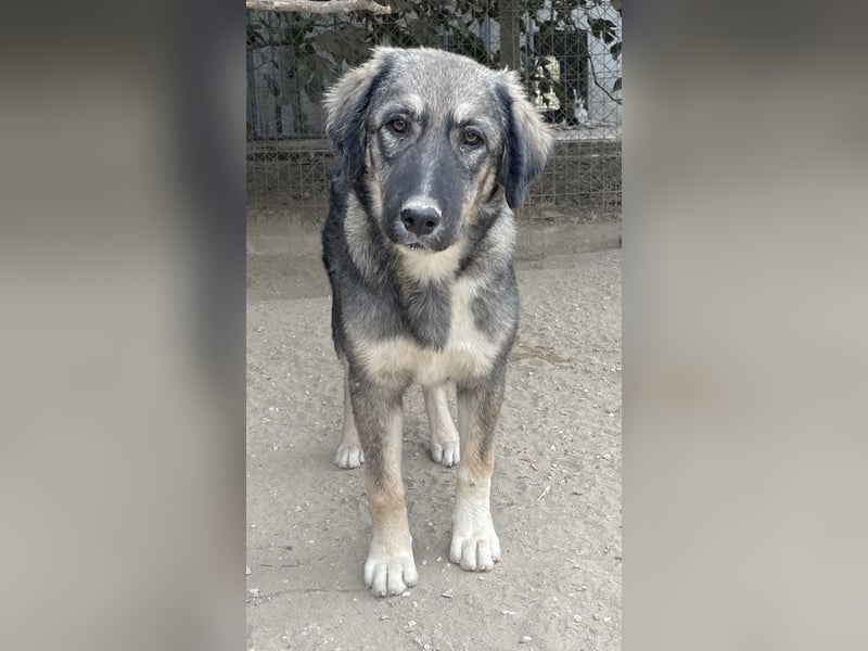 Karla, geb. ca. 03/2023, lebt in GRIECHENLAND, im städt. Tierheim Serres