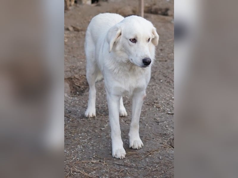 Idallo, geb. ca. 12/2020, lebt in GRIECHENLAND, im städt. Tierheim Serres