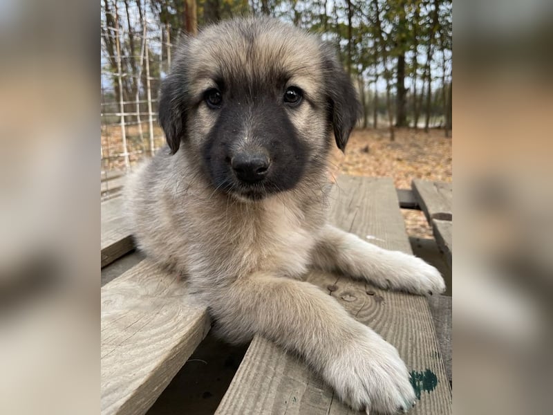 Venus, geb. ca. 08/2022, lebt in GRIECHENLAND, auf einer privaten Pflegestelle