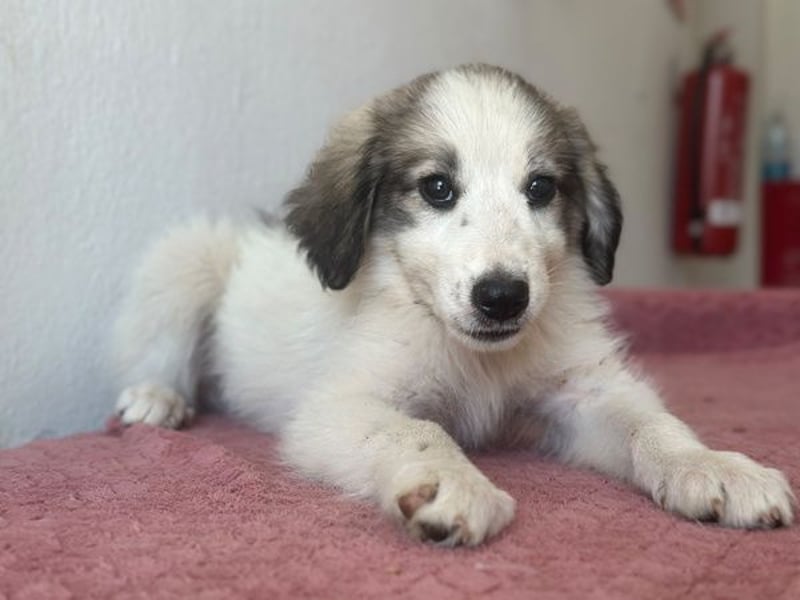 Paloma, geb. ca. 05/2026, lebt in GRIECHENLAND, im städt. Tierheim Serres