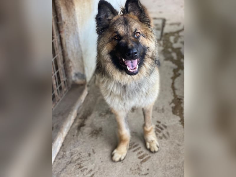Joey, geb. ca. 08/2025, lebt in GRIECHENLAND, auf einer privaten Pflegestelle