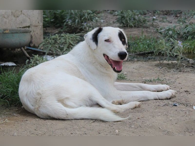 Kiba, geb. ca. 06/2023, lebt in GRIECHENLAND, auf einer privaten Pflegestelle