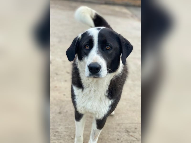 Aquata, geb. ca. 01/2023, lebt in GRIECHENLAND, im städt. Tierheim Serres