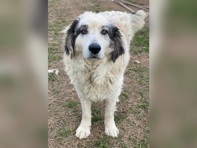 Günter, geb. ca. 09/2018, lebt in GRIECHENLAND, im städt. Tierheim Serres