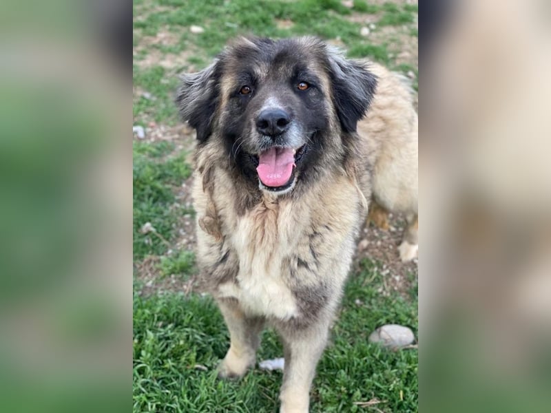 Harper, geb. ca. 12/2018, lebt in GRIECHENLAND, im städt. Tierheim Serres