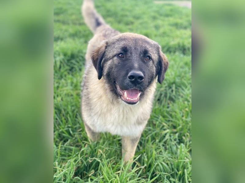 Moglito, geb. ca. 03/2025, lebt in GRIECHENLAND, im städt. Tierheim Serres