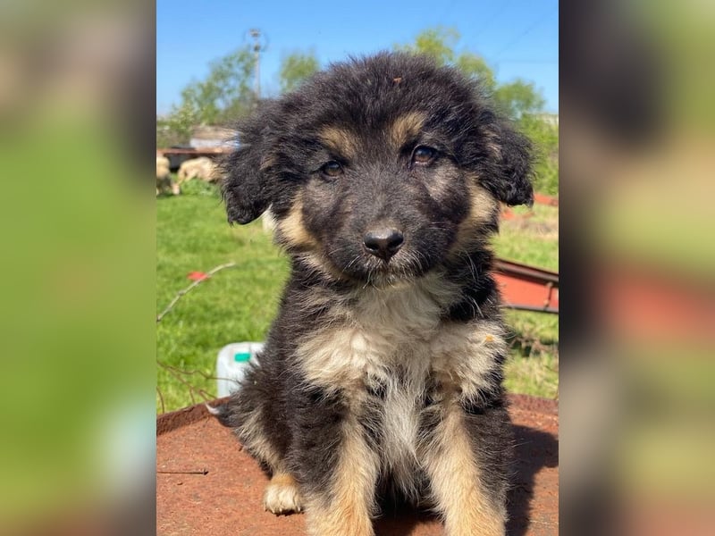 Sirius Black, geb. ca. 12/2023, lebt in GRIECHENLAND, im städt. Tierheim Serres