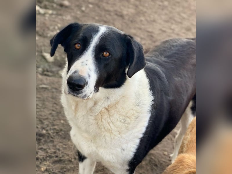 Franka, geb. ca. 06/2019, lebt in GRIECHENLAND, im städt. Tierheim Serres