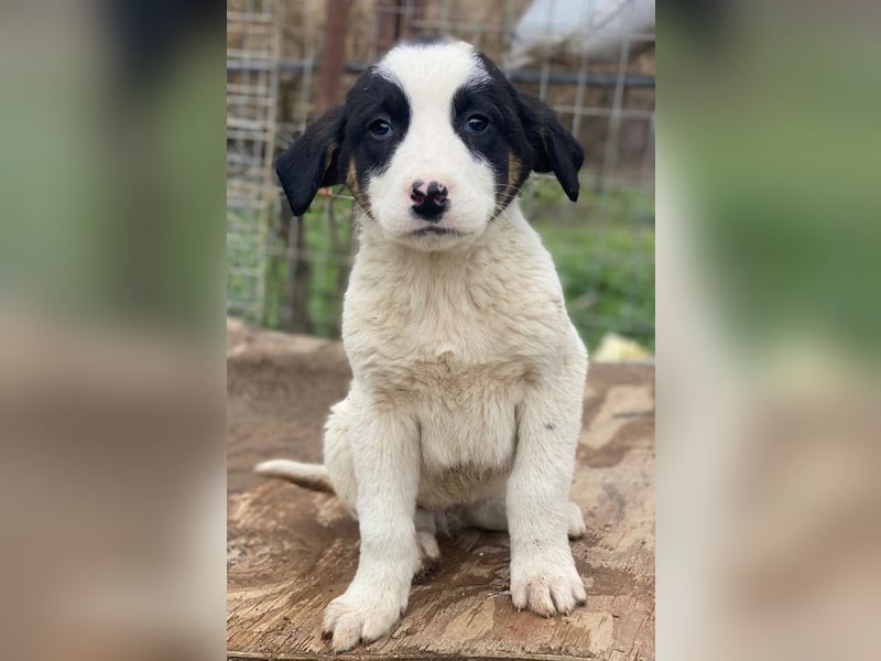 Hawaii, geb. ca. 11/2025, lebt in GRIECHENLAND, auf einer privaten Pflegestelle