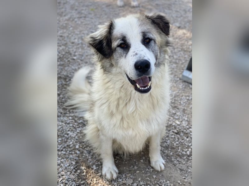 Wesley, geb. ca. 11/2022, lebt in GRIECHENLAND, im städt. Tierheim Serres