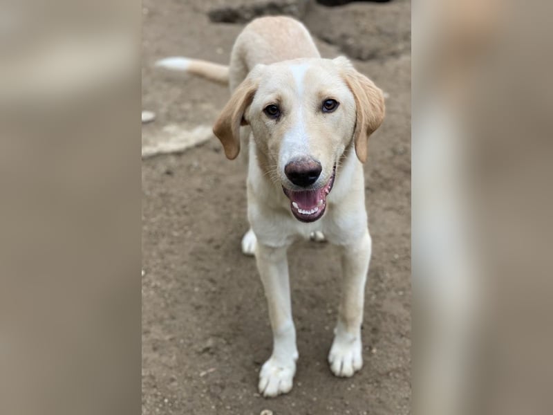 Sheldon, geb. ca. 11/2023, lebt in GRIECHENLAND, im städt. Tierheim Serres