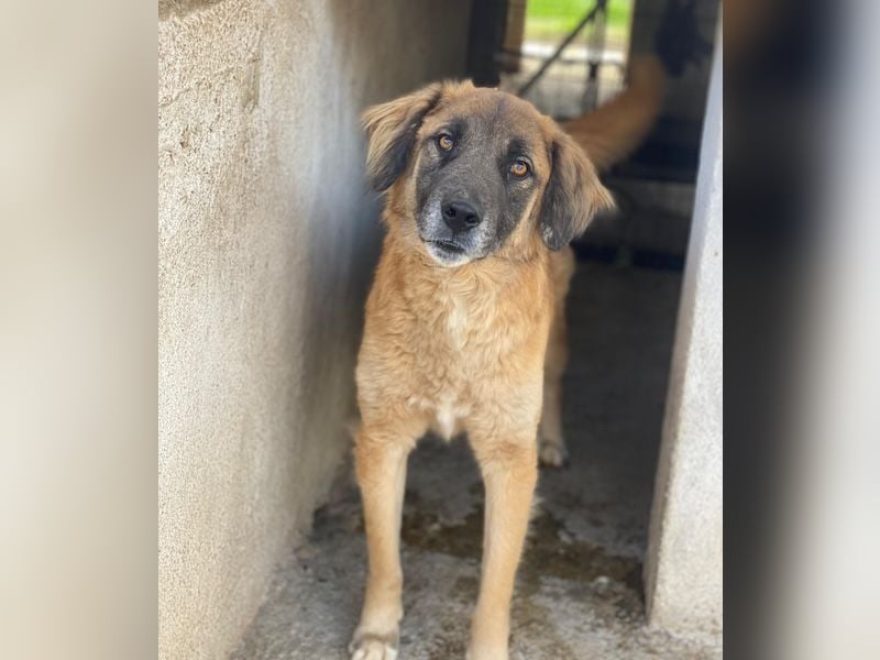 Lacasito, geb. ca. 01/2022, lebt in GRIECHENLAND, im städt. Tierheim Serres