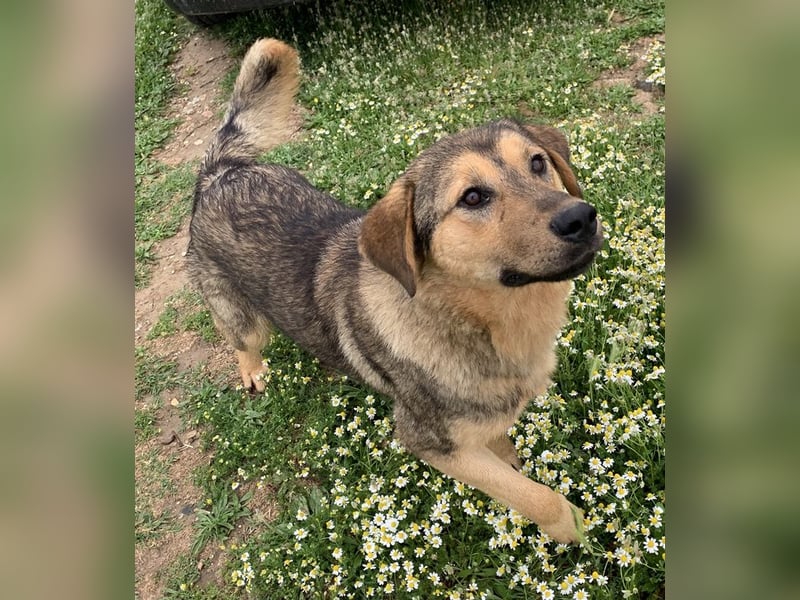 Bruno, geb. ca. 05/2020, lebt in GRIECHENLAND, auf einer privaten Pflegestelle