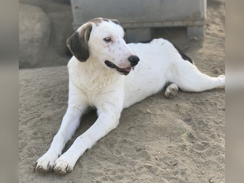 Colette, geb. ca. 02/2022, lebt in GRIECHENLAND, im städt. Tierheim Serres