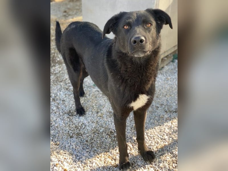 Acero, geb. ca. 01/2019, lebt in GRIECHENLAND, im städt. Tierheim Serres