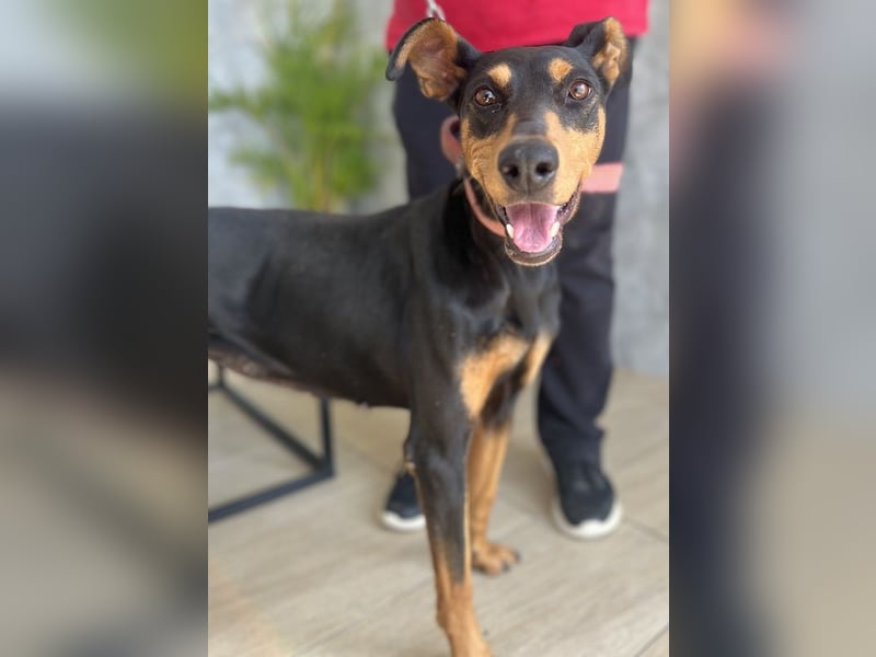 Rachel, geb. ca. 05/2020, lebt in GRIECHENLAND, auf einer privaten Pflegestelle