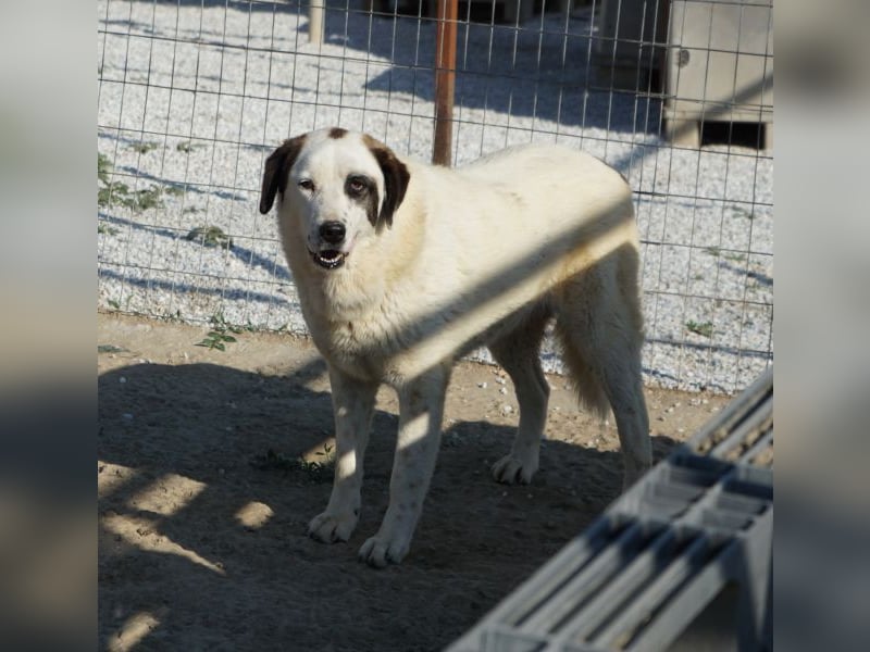 Benda, geb. ca. 06/2023, lebt in GRIECHENLAND, im städt. Tierheim Serres