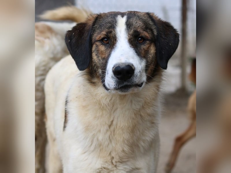 Pitt, geb. ca. 05/2021, lebt in GRIECHENLAND, im städt. Tierheim Serres