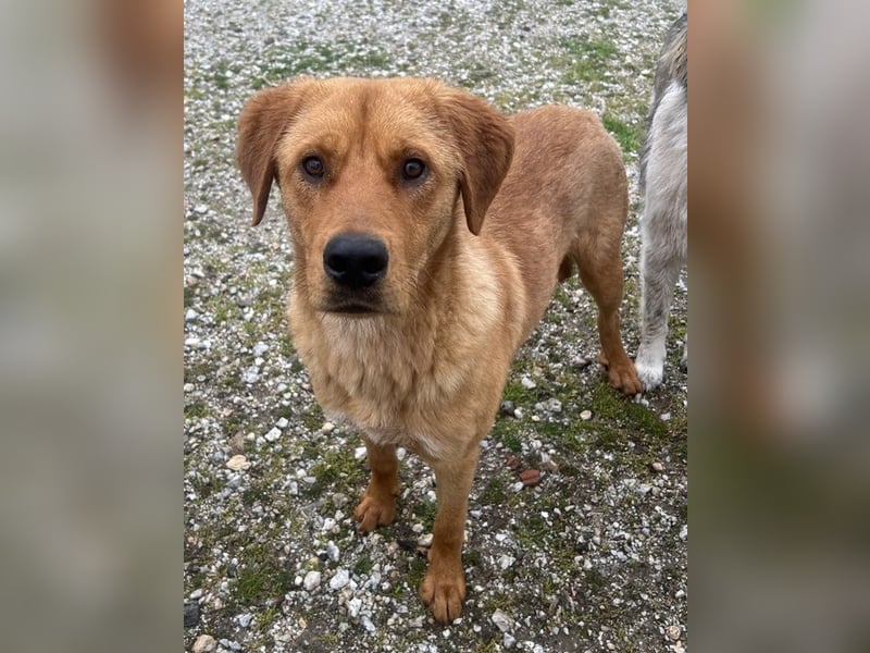 Valor, geb. ca. 05/2024, lebt in GRIECHENLAND, auf einem Gelände, wird notdürftig versorgt