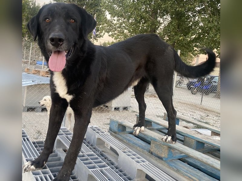 Cupid, geb. ca. 03/2020, lebt in GRIECHENLAND, im städt. Tierheim Serres