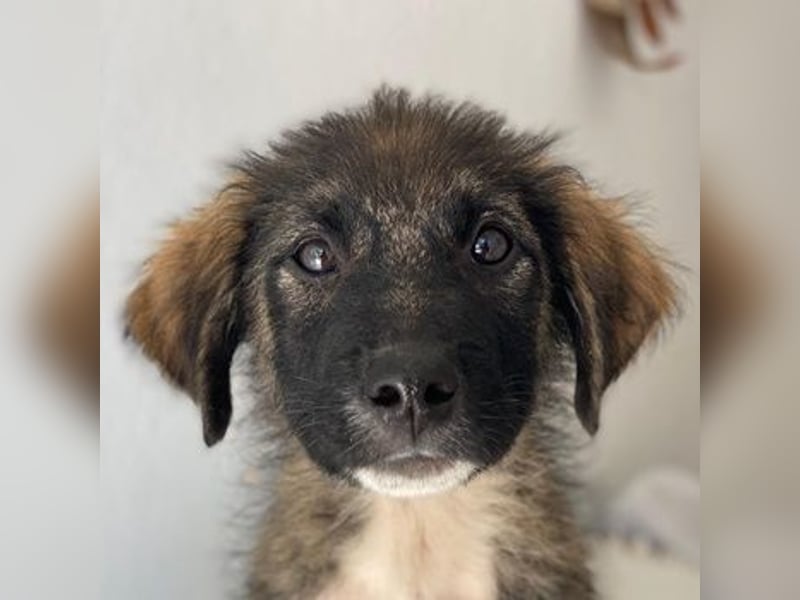 Moglito, geb. ca. 03/2025, lebt in GRIECHENLAND, im städt. Tierheim Serres