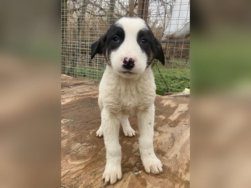 Hawaii, geb. ca. 11/2025, lebt in GRIECHENLAND, auf einer privaten Pflegestelle