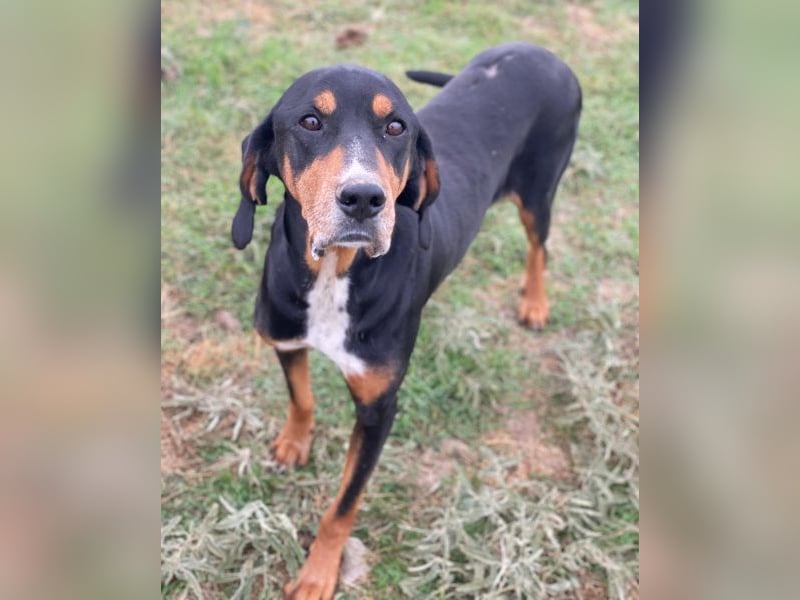 Joker, geb. ca. 11/2021, lebt in GRIECHENLAND, im städt. Tierheim Serres Joker, geb. ca. 11/2021, lebt in GRIECHENLAND, im städt. Tierheim Serres