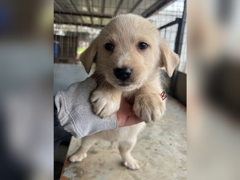 Ljón, geb. ca. 11/2025, lebt in GRIECHENLAND, auf einer privaten Pflegestelle