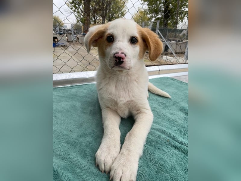 Haku, geb. ca. 08/2025, lebt in GRIECHENLAND, auf einer privaten Pflegestelle