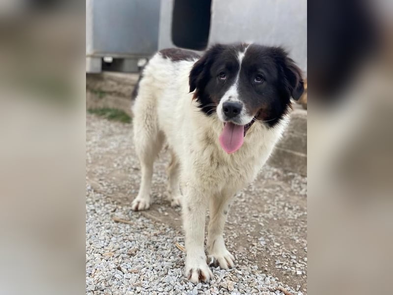 Cora, geb. ca. 07/2022, lebt in GRIECHENLAND, im städt. Tierheim Serres