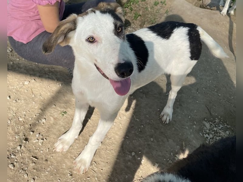 Colette, geb. ca. 02/2022, lebt in GRIECHENLAND, im städt. Tierheim Serres