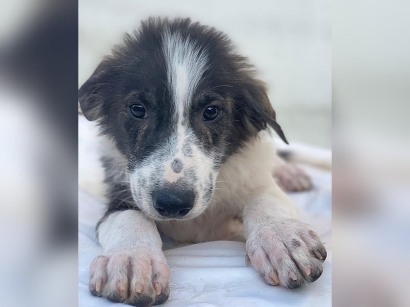 Yari, geb. ca. 05/2025, lebt in GRIECHENLAND, im städt. Tierheim Serres