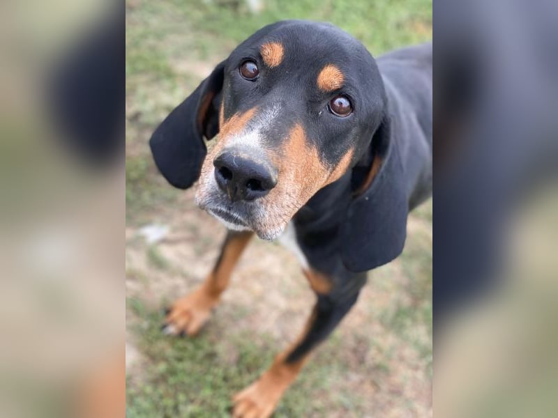 Joker, geb. ca. 11/2021, lebt in GRIECHENLAND, im städt. Tierheim Serres Joker, geb. ca. 11/2021, lebt in GRIECHENLAND, im städt. Tierheim Serres