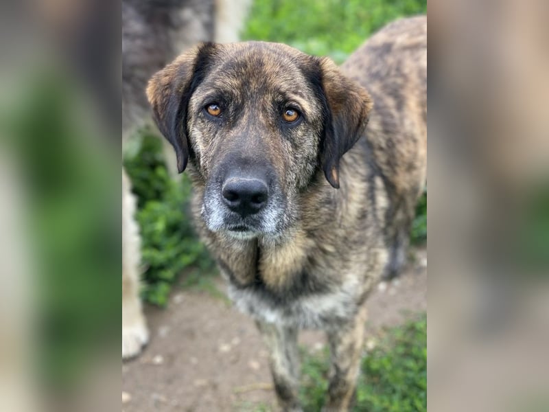 Theo, geb. ca. 04/2022, lebt in GRIECHENLAND, im städt. Tierheim Serres