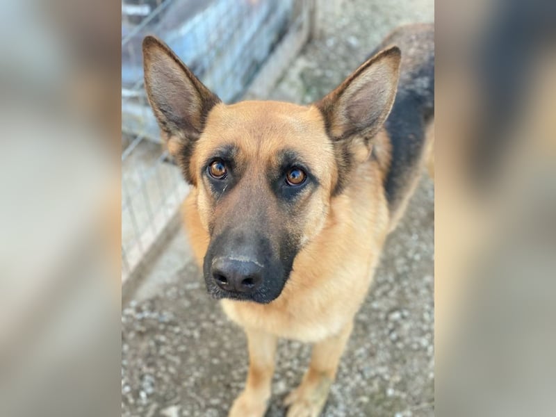 Wilma, geb. ca. 04/2021, lebt in GRIECHENLAND, im städt. Tierheim Serres