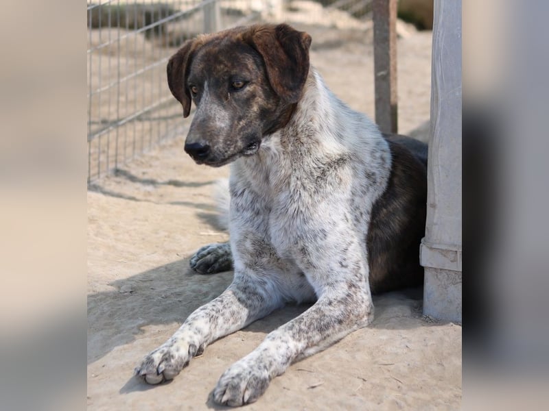 Naxos, geb. ca. 07/2020, lebt in GRIECHENLAND, im städt. Tierheim Serres