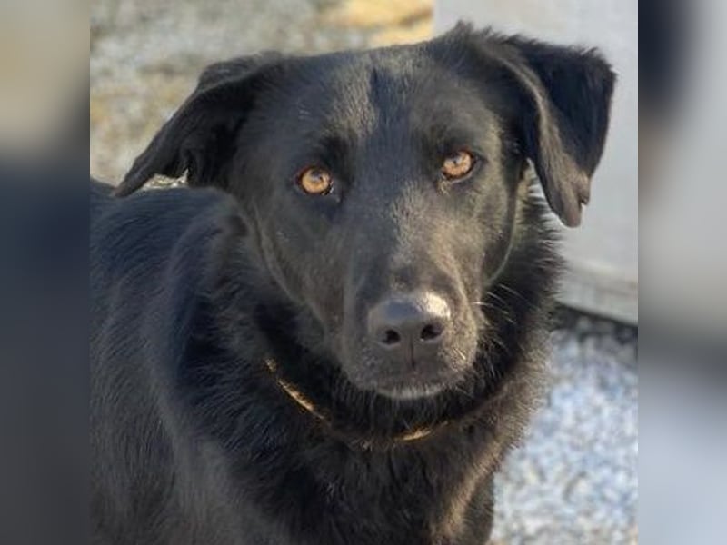 Dakar, geb. ca. 01/2019, lebt in GRIECHENLAND, im städt. Tierheim Serres