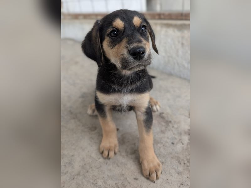 Hiro, geb. ca. 02/2026, lebt in GRIECHENLAND, im städt. Tierheim Serres