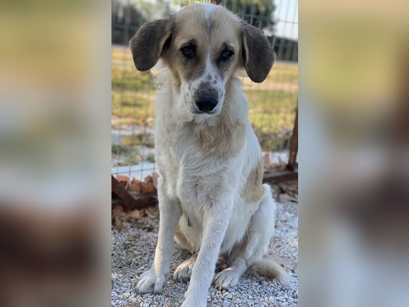 Meraki, geb. ca. 03/2019, lebt in GRIECHENLAND, im städt. Tierheim Serres