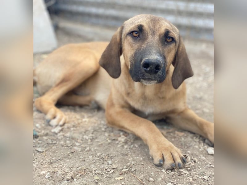 Katinka, geb. ca. 02/2025, lebt in GRIECHENLAND, im städt. Tierheim Serres