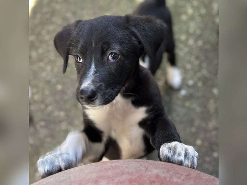 Fleur, geb. ca. 02/2025, lebt in GRIECHENLAND, auf einer privaten Pflegestelle