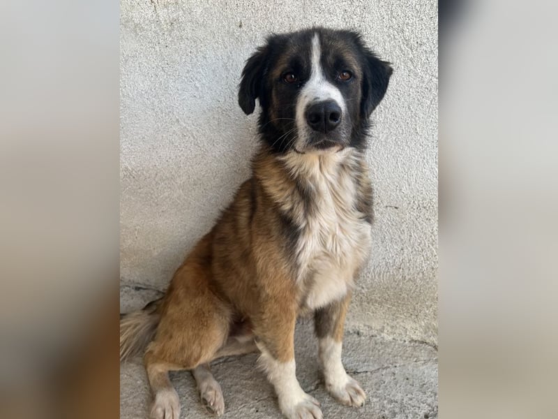 Beetles, geb. ca. 11/2024, lebt in GRIECHENLAND, im städt. Tierheim Serres