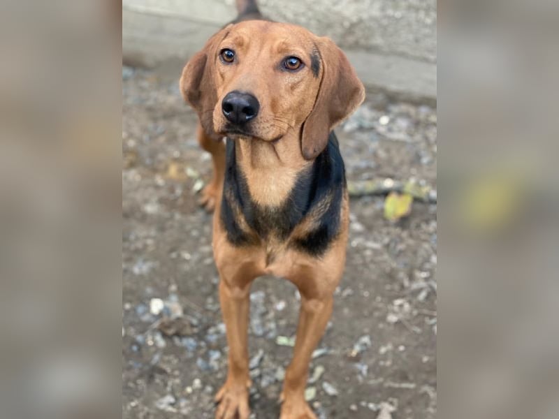 Ted, geb. ca. 01/2023, lebt in GRIECHENLAND, auf einer privaten Pflegestelle