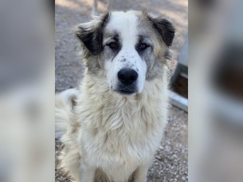 Wesley, geb. ca. 11/2022, lebt in GRIECHENLAND, im städt. Tierheim Serres