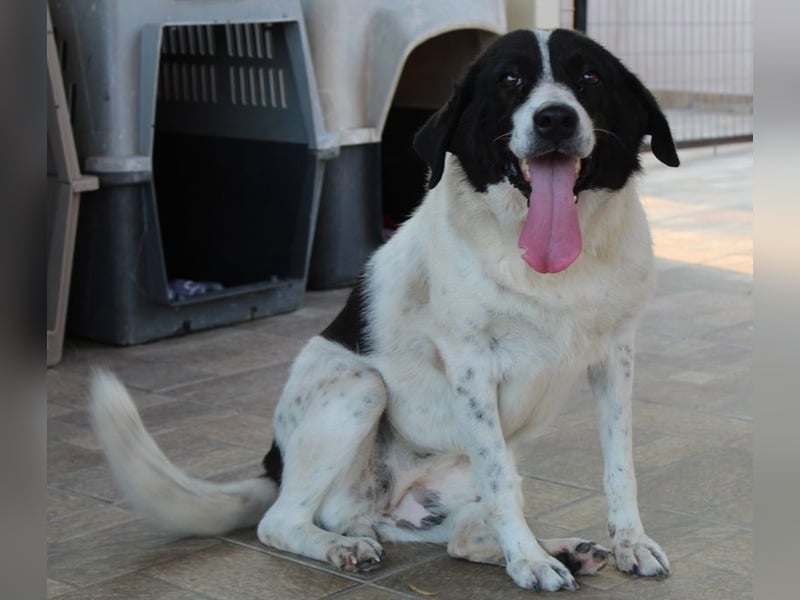 Mariel, geb. ca. 08/2016 , lebt in GRIECHENLAND, bei Kassiani in Serres