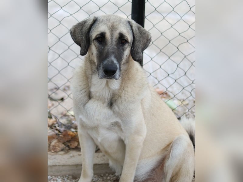 Little Pumpkin, geb. ca. 11/2021, lebt in GRIECHENLAND, im städt. Tierheim Serres