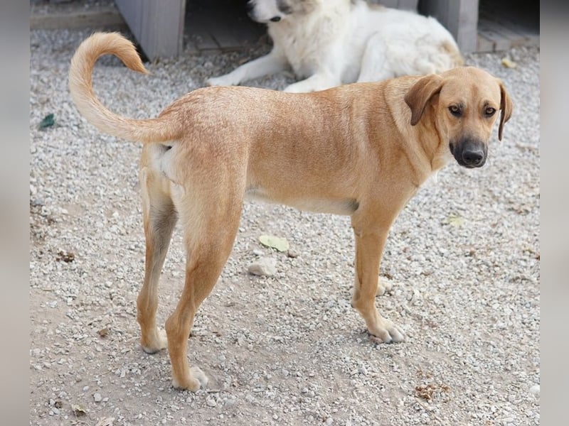 Bardo, geb. ca. 09/2023, lebt in GRIECHENLAND, im städt. Tierheim Serres